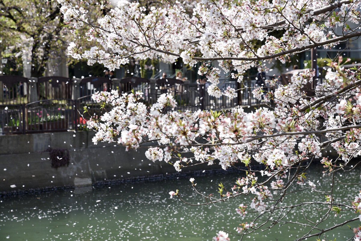 とみーせぷたん 写真用 天神中央公園の桜 だいぶ散ってしまいましたね 天神中央公園 桜