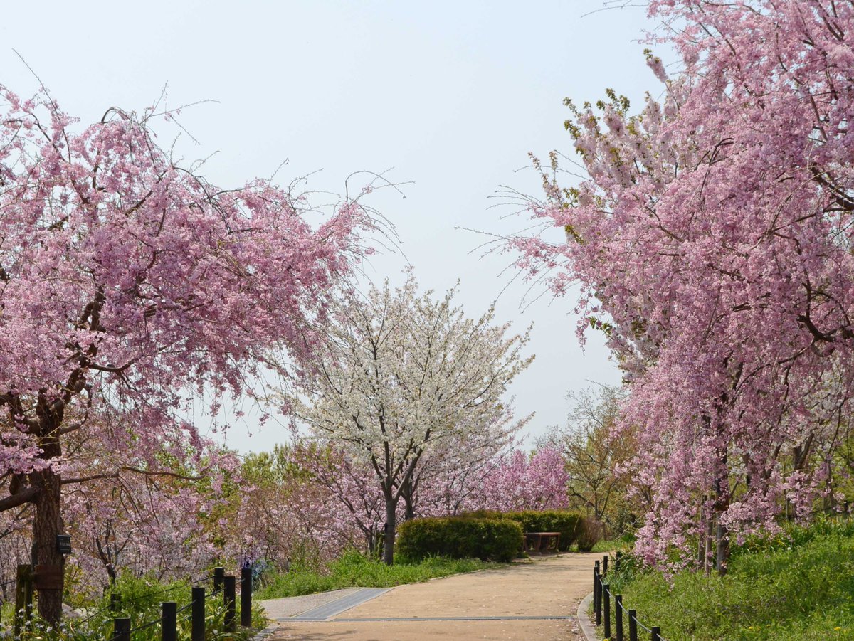 higashiyamapark's tweet photo. 桜の回廊では、八重の桜が見頃です。
#東山80 
#三ヶ日桜  #御車返し #八重紅枝垂 https://t.co/EHjWhFn7t5