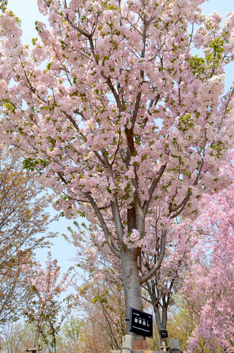higashiyamapark's tweet photo. 桜の回廊では、八重の桜が見頃です。
#東山80 
#三ヶ日桜  #御車返し #八重紅枝垂 https://t.co/EHjWhFn7t5