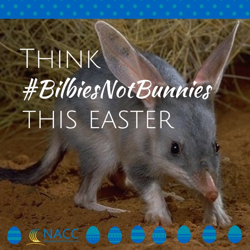 Remember #BilbiesNotBunnies this Easter! Image thanks to @NACC_NRM