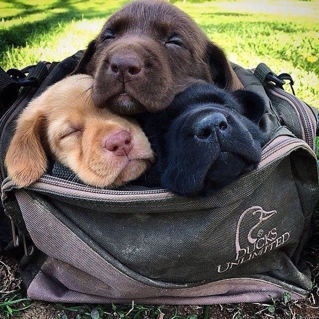 They steal my heart 🐶😍😇 #labradorretriever ift.tt/2oFYyXq