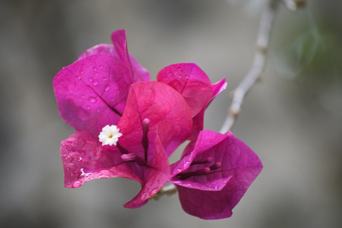 DanielBissing's tweet photo. Friday's Flower - #Photography #Flowers #GoodFriday #Art https://t.co/lN0qN9eFEd