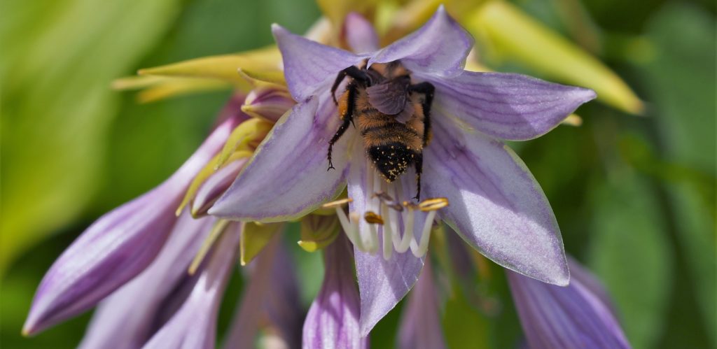 Bringing #Biomimicry to Our Networks (and check out my new photo collection!) thinkbiomimicry.com/2017/04/14/bri…