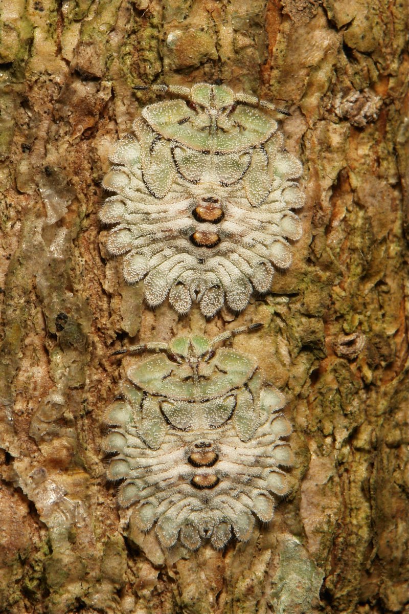 Shield-backed #Bug Nymphs (Plataspidae)
flic.kr/p/dzVjEh flic.kr/p/dKvCD8
#insect #China #itchydogimages #Yunnan #Hemiptera