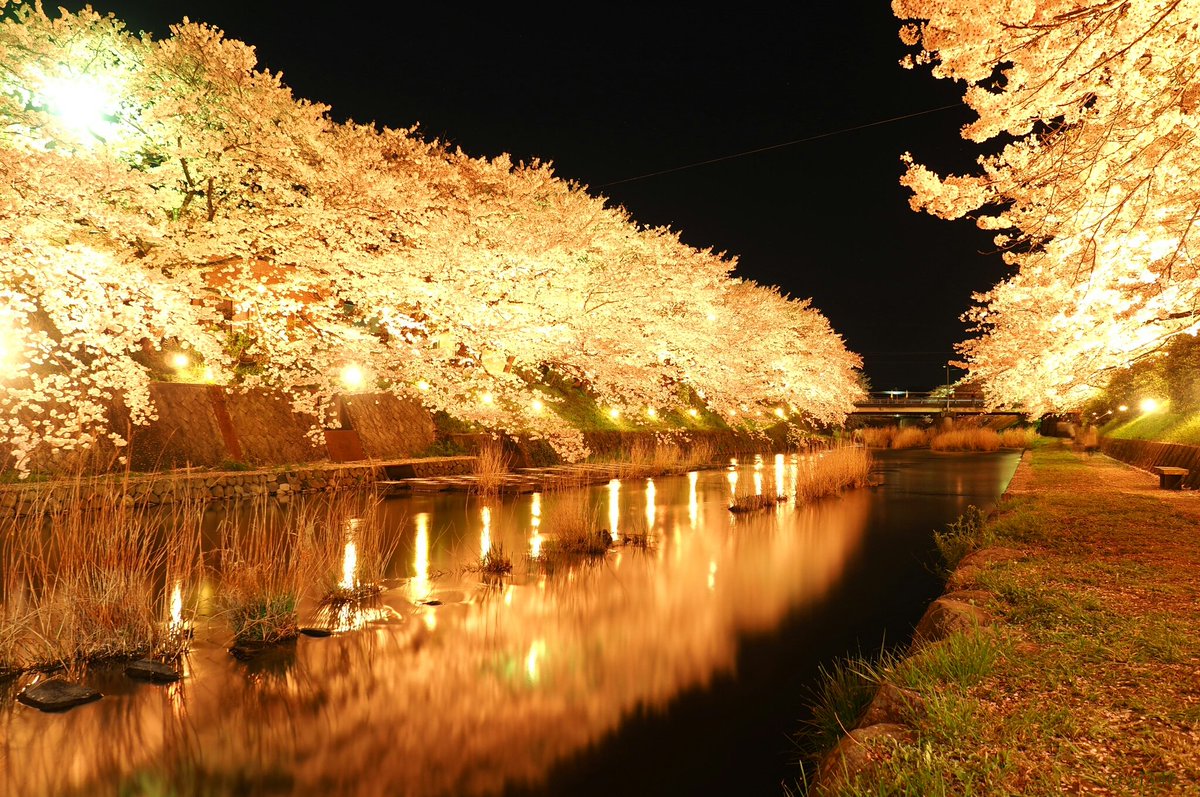 いにてん בטוויטר 夜桜観賞 ファインダー越しの私の世界 桜 お花見 夜桜 夜間撮影 水面反射 ライトアップ 美祢さくら公園 美祢市 無加工 普段 人がいない所で撮影しているからか この日はカメラを手にした人がたくさんいて 無駄にドキドキしていた 美祢 いにてん בטוויטר 夜桜観賞 ファインダー越しの私の世界 桜 お花見 夜桜 夜間撮影 水面反射 ライトアップ 美祢さくら公園 美祢市 無加工 普段 人がいない所で撮影しているからか この日はカメラを手にした人がたくさんいて 無駄にドキドキしていた 美祢