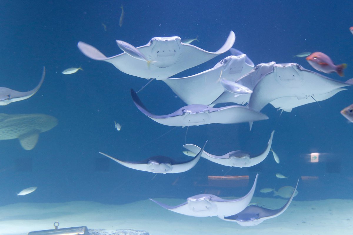 ala_ive_aqua's tweet image. ㅋㅋㅋㅋㅋㅋㅋ 아 방금 받은 사진인데요 오늘 얼라이브 아쿠아리움에 가오리가 새로 들어왔나봐요 근데 전 이 사진에 엉뚱한 부분에 완전 시선을 빼앗겨서 ㅋㅋㅋㅋㅋㅋㅋㅋㅋㅋㅋㅋㅋㅋ
시강물고기...😂😂😂