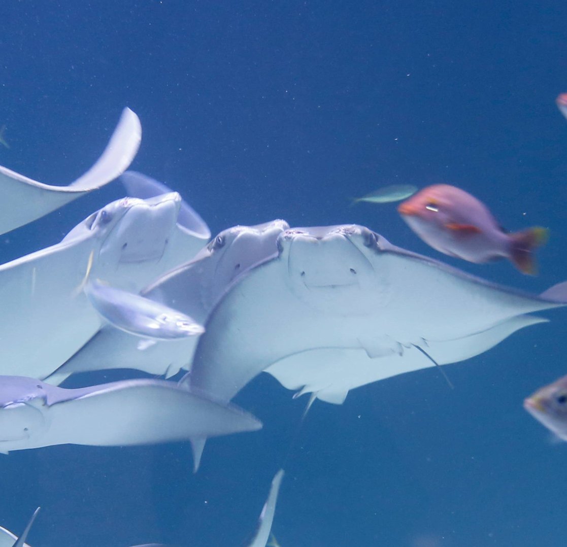 ala_ive_aqua's tweet image. ㅋㅋㅋㅋㅋㅋㅋ 아 방금 받은 사진인데요 오늘 얼라이브 아쿠아리움에 가오리가 새로 들어왔나봐요 근데 전 이 사진에 엉뚱한 부분에 완전 시선을 빼앗겨서 ㅋㅋㅋㅋㅋㅋㅋㅋㅋㅋㅋㅋㅋㅋ
시강물고기...😂😂😂