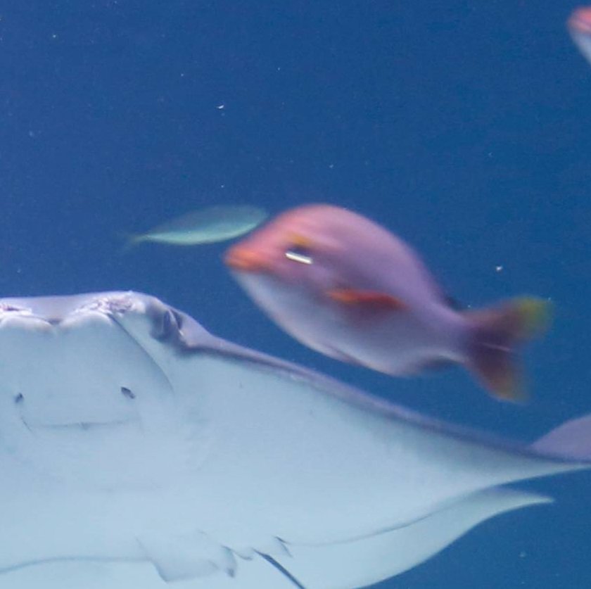 ala_ive_aqua's tweet image. ㅋㅋㅋㅋㅋㅋㅋ 아 방금 받은 사진인데요 오늘 얼라이브 아쿠아리움에 가오리가 새로 들어왔나봐요 근데 전 이 사진에 엉뚱한 부분에 완전 시선을 빼앗겨서 ㅋㅋㅋㅋㅋㅋㅋㅋㅋㅋㅋㅋㅋㅋ
시강물고기...😂😂😂