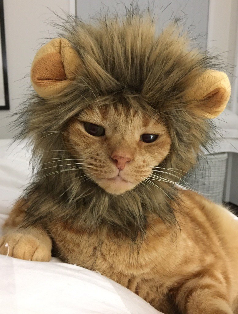 Кот Лев