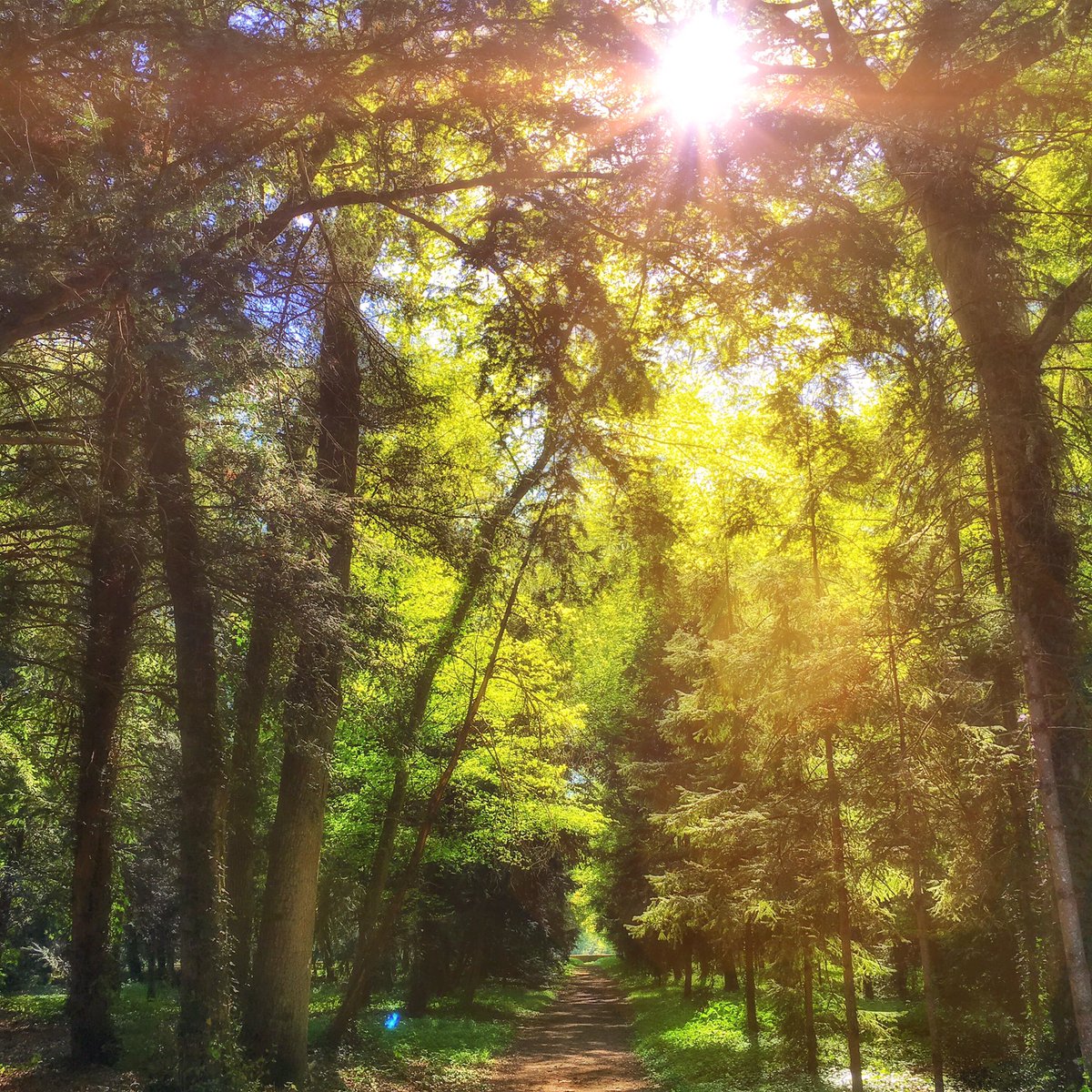 amokaybae's tweet photo. Morning run! ⏰🏃🏽‍♀️🌳🌤💚🐿
#running #10kms #girl #runner #sun #colors #tree #trees #spring #tree_captures #tree_magic #world #pecaeful #mypic https://t.co/D2FyGQpHoF