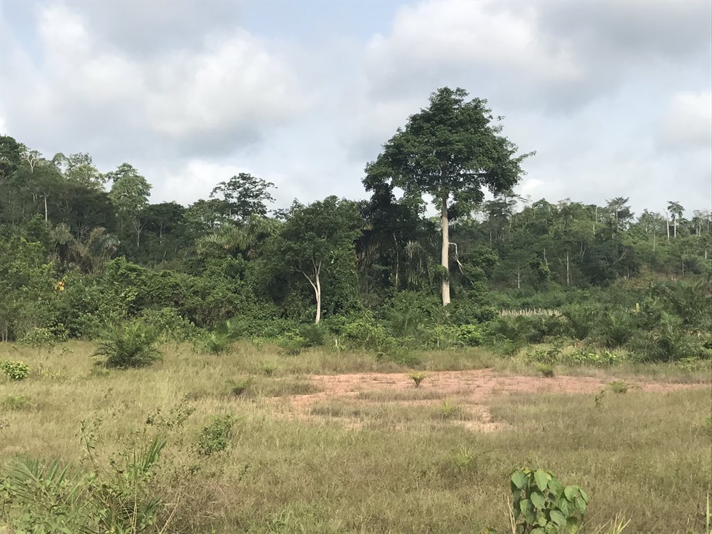 Alainlobog's tweet image. #DéforestationChallenge Vendredi 14 avril 2017 #Côtière