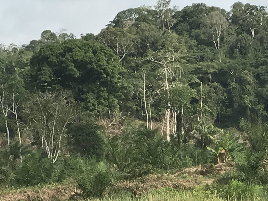 Alainlobog's tweet image. #DéforestationChallenge Vendredi 14 avril 2017 #Côtière