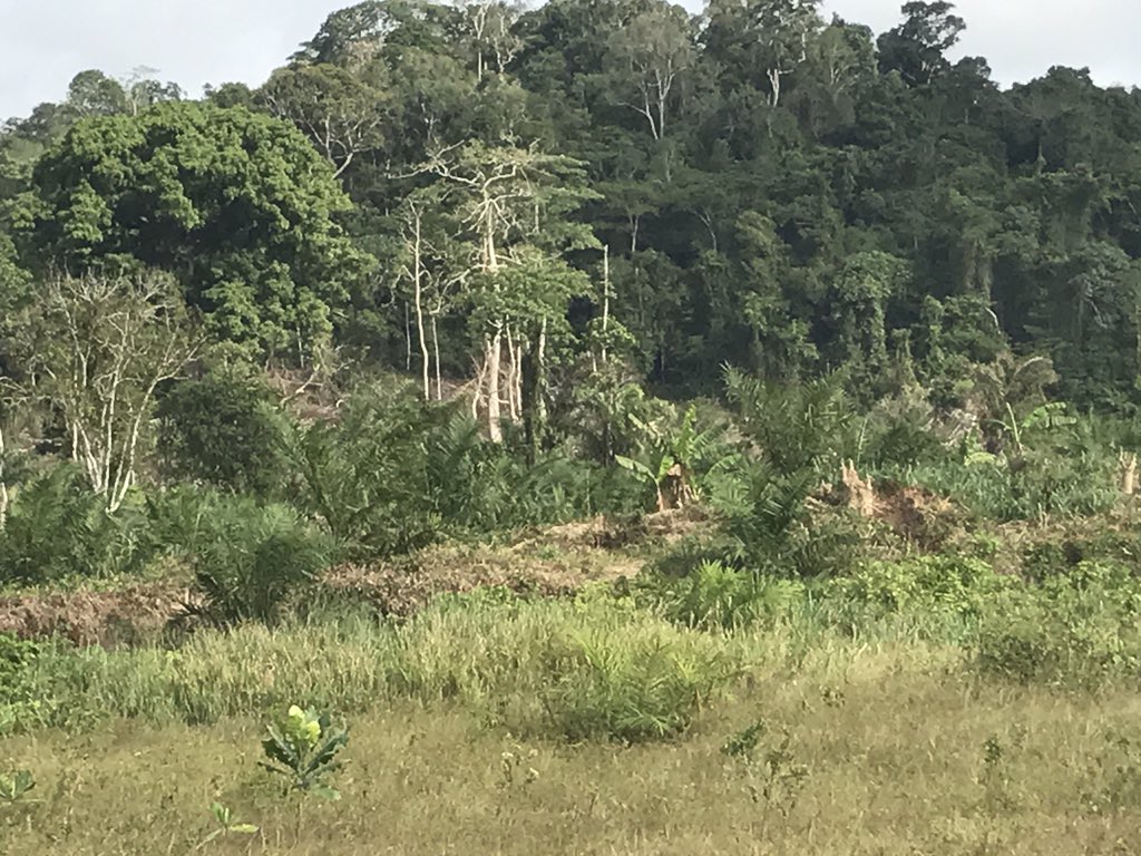 Alainlobog's tweet image. #DéforestationChallenge Vendredi 14 avril 2017 #Côtière