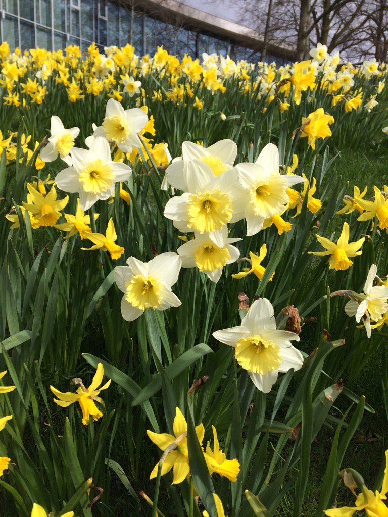 halmstadcvb's tweet photo. #HappyEaster from #halmstadcvb #bankholiday #sweden #halmstad #meetinhalmstad https://t.co/gSiN2NyMrb https://t.co/ibdeHUAHdV
