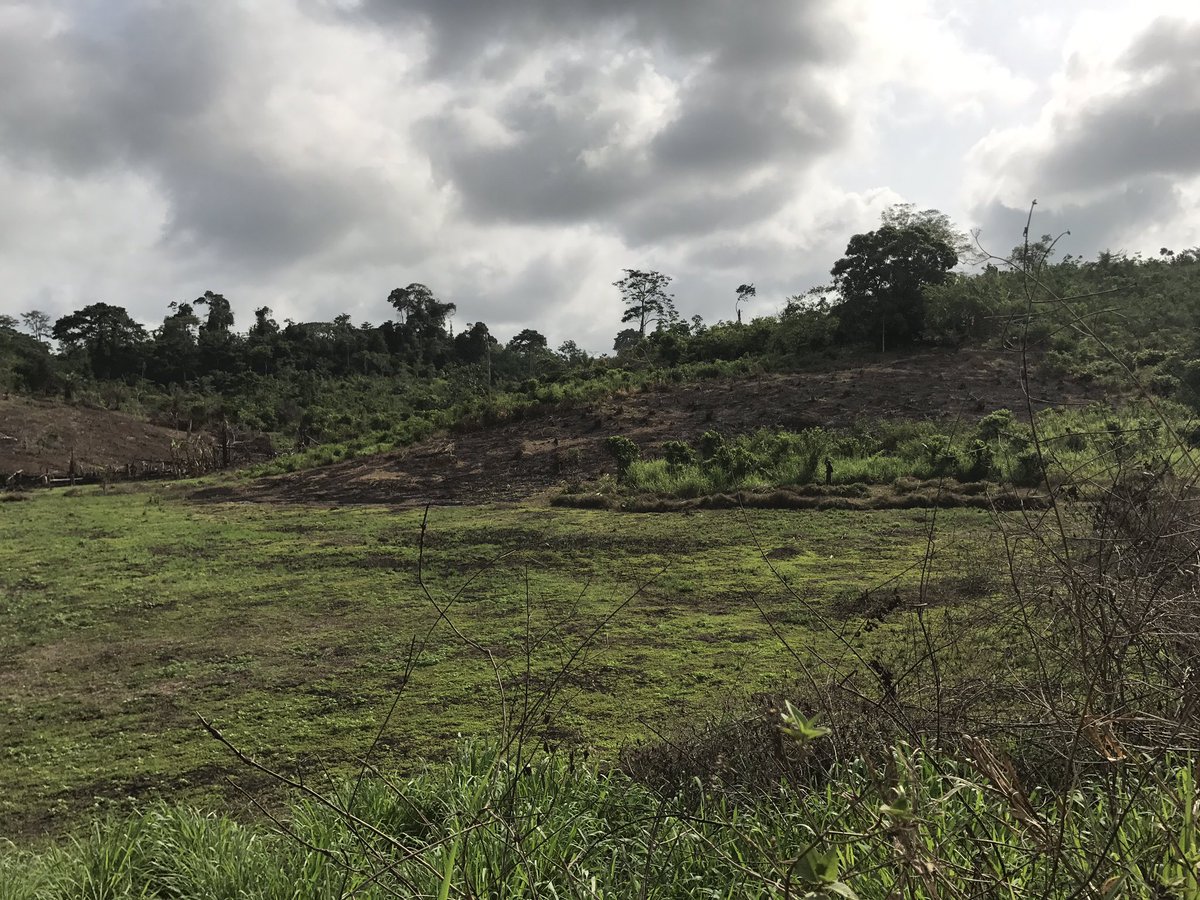 Alainlobog's tweet image. #DéforestationChallenge Ici la destruction des arbres est une activité rémunérée.