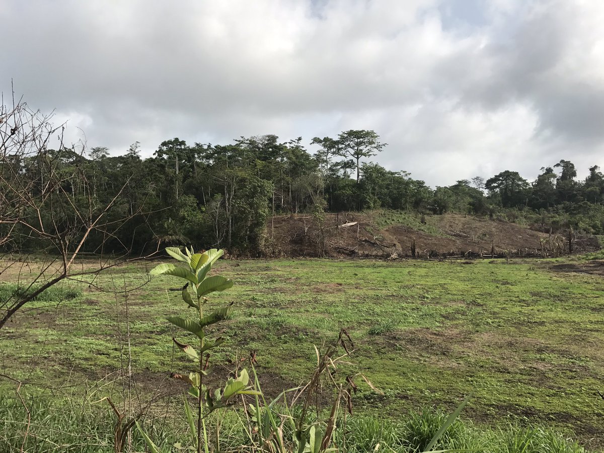 Alainlobog's tweet image. #DéforestationChallenge Ici la destruction des arbres est une activité rémunérée.