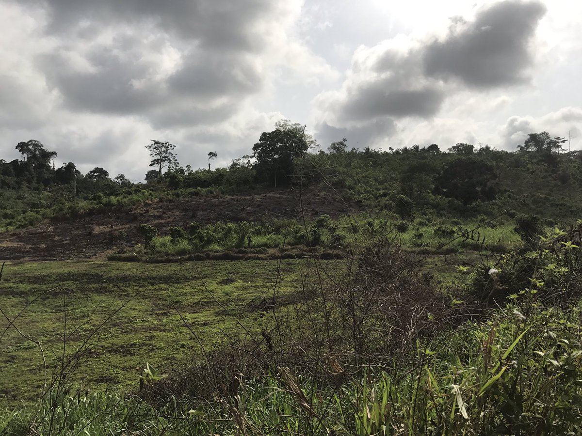 Alainlobog's tweet image. #DéforestationChallenge Ici la destruction des arbres est une activité rémunérée.