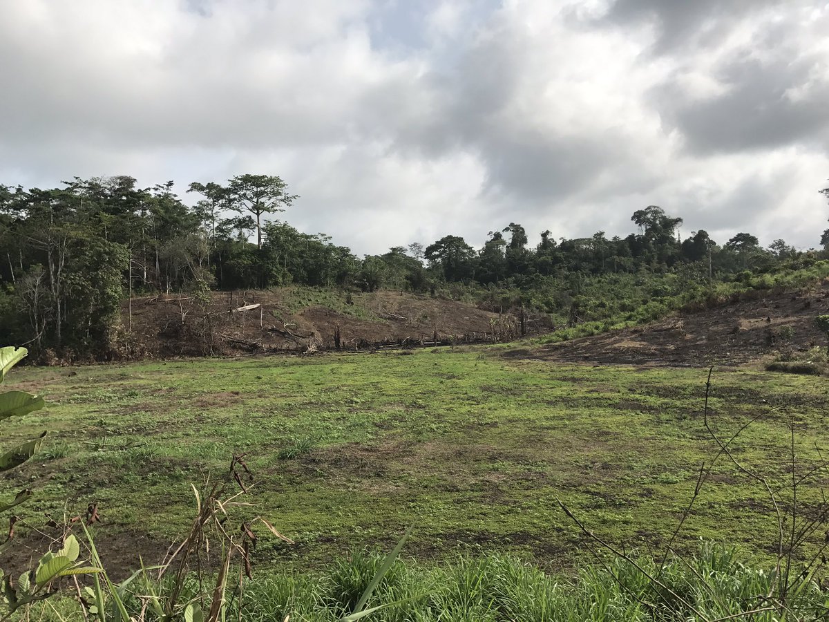 Alainlobog's tweet image. #DéforestationChallenge Ici la destruction des arbres est une activité rémunérée.