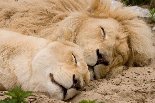A lion sleep during the day. Спящие львы. Лев и львица. Спящий Львенок. Львы спят в обнимку.