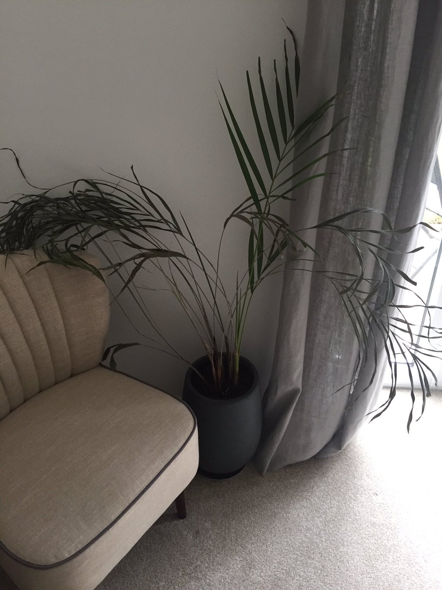 JesskThompson's tweet photo. @IKEAUK im actually desererpate when is your Gateshead MC branch going to stock the CHRYSALIDOCARPUS LUTESCENS
Areca palm? Mine looks sad 🙈 https://t.co/2Jo3nE6Bbz