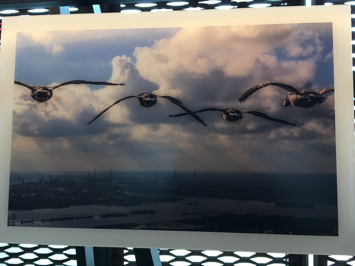 ellenwauters's tweet photo. Haven van Antwerpen+ganzen+@een programma #Copybeest = knappe luchtfoto's! Gratis te bezoeken MASHavenpaviljoen @PortofAntwerp @MarcVanPeel https://t.co/BG3zpH2FJZ