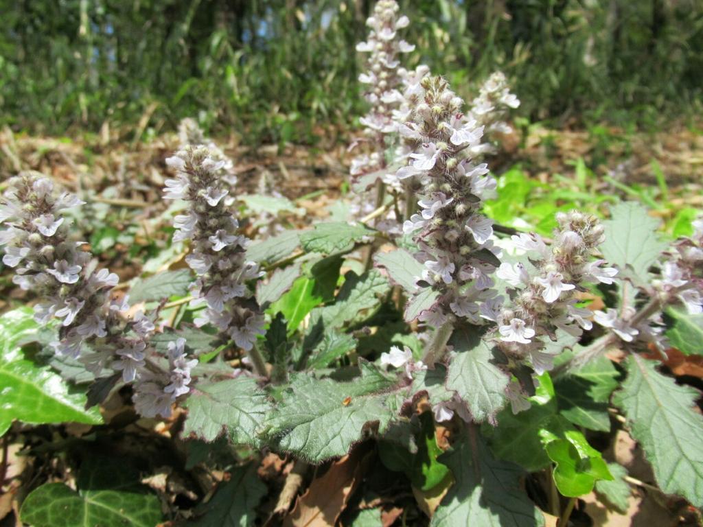 雑草図鑑 準備中 151 ジュウニヒトエ シソ科 日本 中国原産 キランソウに近縁で花は似るが白く 塔状に立ち上がる 全体に毛深く 花芽も毛に覆われる キランソウとの雑種ジュウニキランソウも普通に見られる 園芸種のアジュガは同属の欧州種