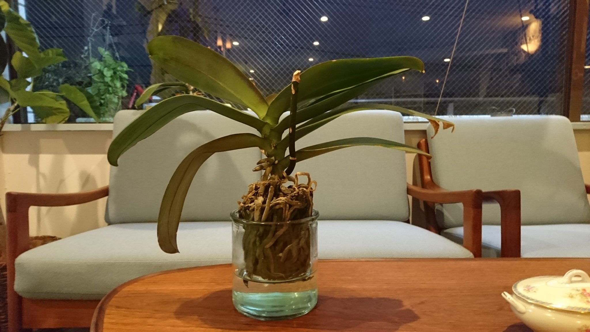 カフェアップス 弥須子 Jazz 胡蝶蘭 水栽培で越冬成功 T Co Zwzhgmkc1s Twitter