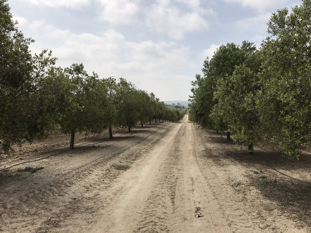 #Olivar de #LaMariscala #Jerez #Turismo #Andalucia