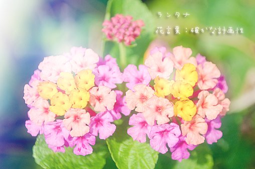 君に贈る誕生花 בטוויטר 9 5 ランタナ 花言葉 確かな計画性 9 6 ナスタチウム 花言葉 困難に打ち勝つ 9 7 ヘリアンサス 花言葉 快活な性格 9 8 コスモス 白 花言葉 愛や人生がもたらす喜び