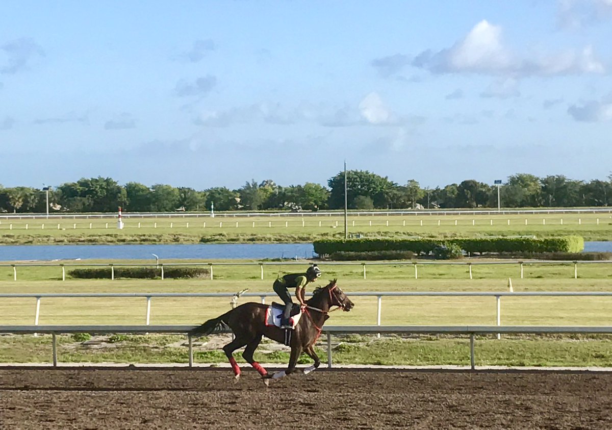 cannonshell's tweet photo. @skyscraper6193 babies galloping today. Honor Indy and Deputy Czar #skyscraperracing #charlessimonracing https://t.co/LkY2bteZGZ