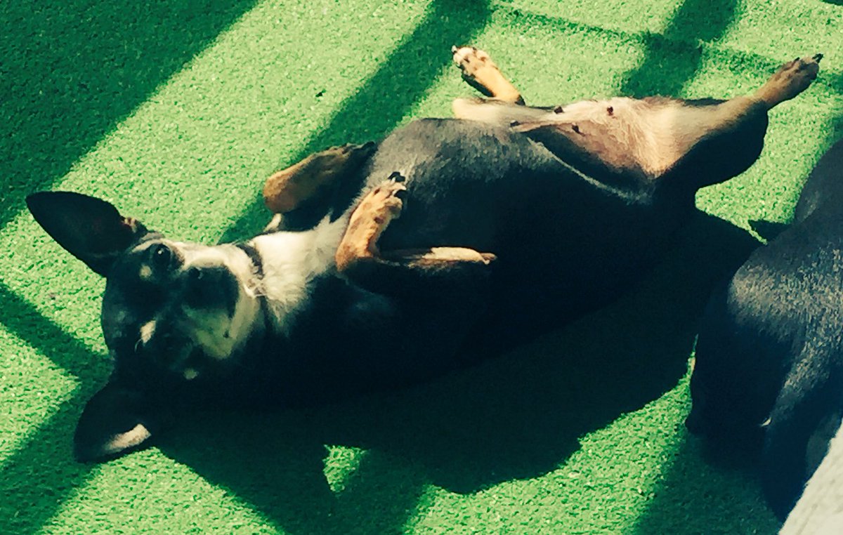 henryscheinvet.es/module/newsman… <a href="/melo_marbella/">Marbella Melo Rosales</a> #28mayo #Perrotonmarbella2017 t apuntas?perroton.org una #adopcionresponsable 🔝🐾🌸#marbella