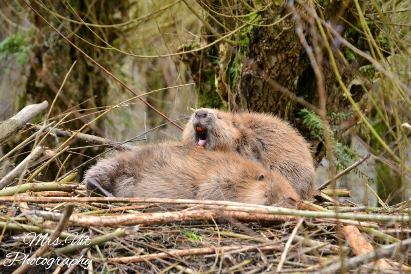 mrs_uit's tweet photo. @BomenclubNederl ik denk dat de bevers ook graag lid willen worden van de club. Zonder lekkere takken geen burcht en geen bever. https://t.co/fE7a2C7H1I