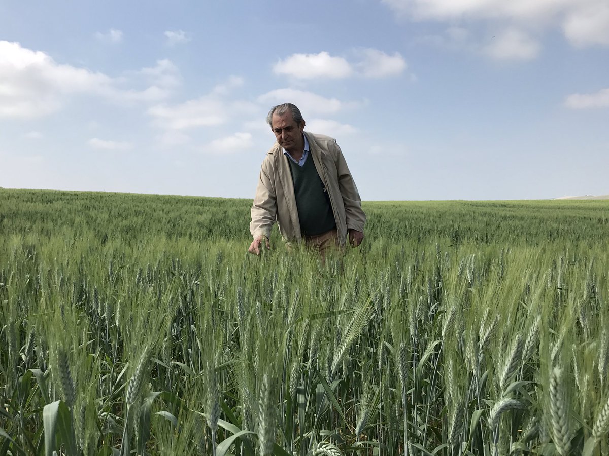 Ramón Guerrero paseando y observando el trigo de esta cosecha 2017. Solo hace falta que llueva 🌧🌧🌧🌧🌧