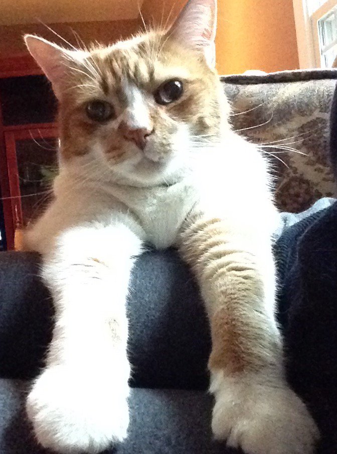 1MsBLT1's tweet photo. It's been a year &amp; my heart still misses you like crazy🥀❤️. The best furry friend I ever had. #PeanutButtah #SoSweet https://t.co/xSpaR1q7ZF