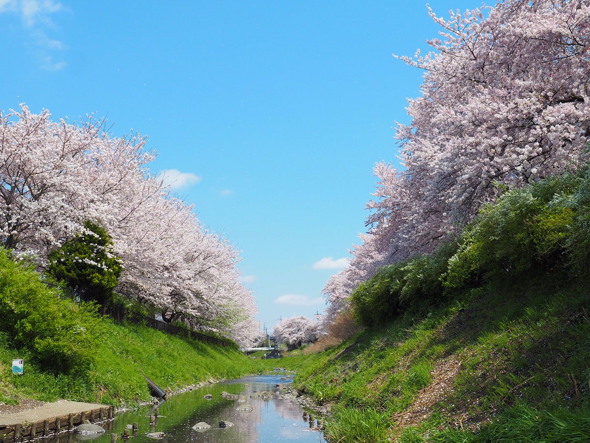 エビジョイ 海老名情報サイト Na Twitteru 海老名の桜 相模三川公園 公園内 相模川の支流 鳩川 で桜並木に囲まれて 神奈川 海老名 桜 さくら 花見 お花見 公園 Ebina Kanagawa Japan Cherryblossom Cherryblossoms Sakura T Co