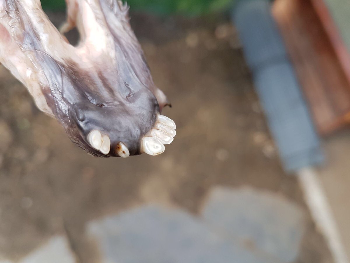 Bonito y viejo corzo. #corzo #rececho
Con A.A.A. Caza en Soria.