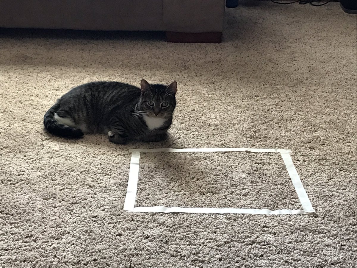 jessakoch's tweet photo. Contemplating it! @ChrisAKoch #ScientificInquiry #catinsquare https://t.co/NOryjkq9eG