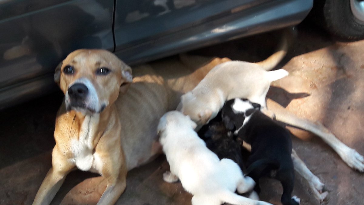 Mirtha E. Llano tweet media