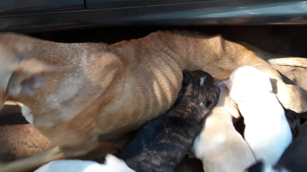 Mirtha E. Llano tweet media