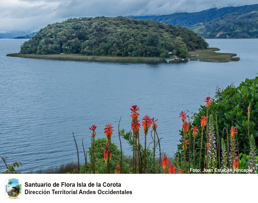 ParquesColombia's tweet photo. Este Santuario de Fauna y Flora ubicado dentro de la #LagunadelaCocha es el área protegida más pequeña del país #VisitoMisParquesNaturales https://t.co/DkW7MFRV68