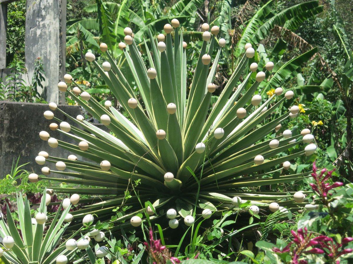 Visuology tweet media