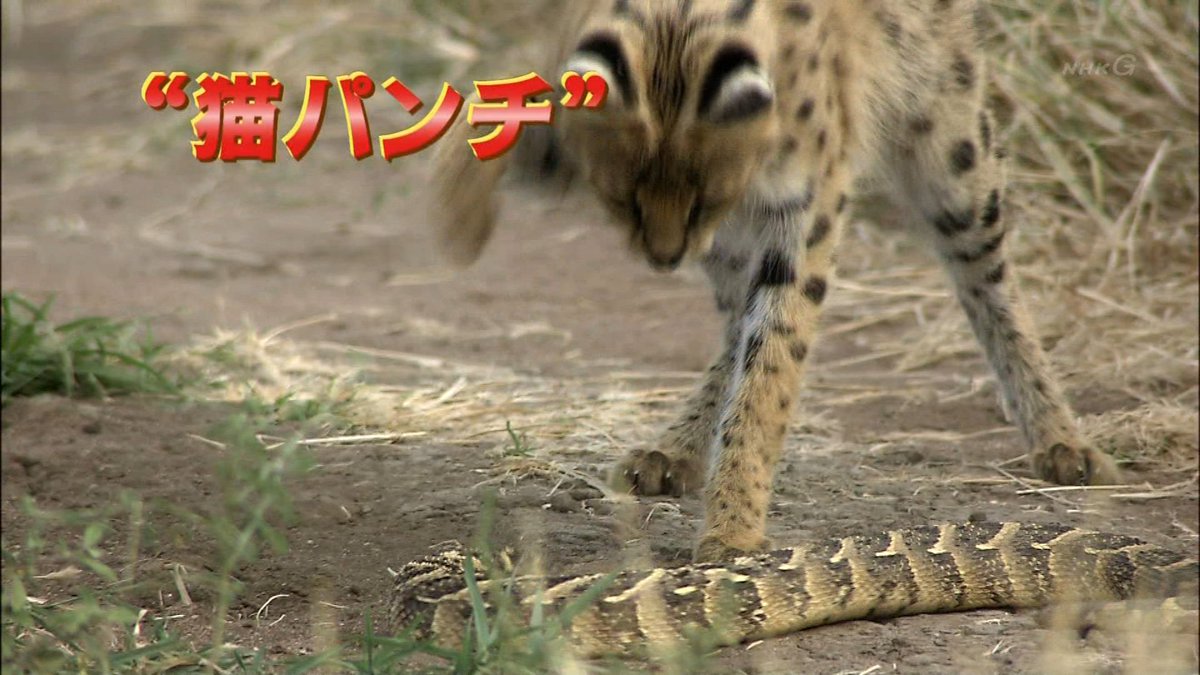 ダーウィンが来た サーバル再放送回にフレンズ集合 ガチ狩りがかっこいいし仔サーバルちゃん可愛すぎぃ Togetter ダーウィンが来た サーバル再放送回にフレンズ集合 ガチ狩りがかっこいいし仔サーバルちゃん可愛すぎぃ Togetter