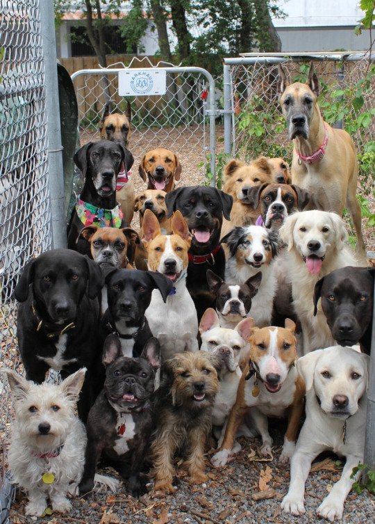 Veronica de Souza on Twitter "Look at this doggy daycare class photo…