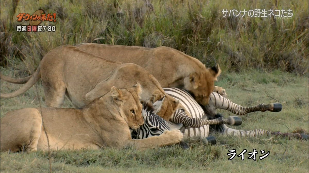 ダーウィンが来た サーバル再放送回にフレンズ集合 ガチ狩りがかっこいいし仔サーバルちゃん可愛すぎぃ Togetter ダーウィンが来た サーバル再放送回にフレンズ集合 ガチ狩りがかっこいいし仔サーバルちゃん可愛すぎぃ Togetter
