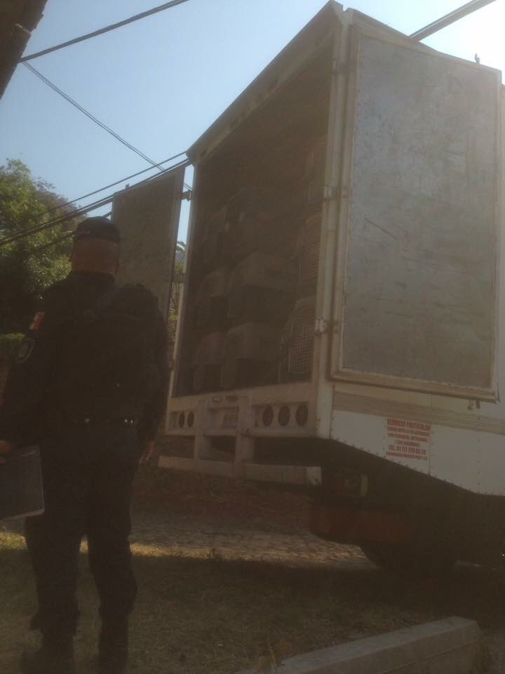 DefensaAnimal's tweet photo. En nuevo operativo de alta seguridad vuelven a entrar a casa de Dora Anaya en Tepoztlán y se llevan a perros #GracoDevuelveALosPerros https://t.co/jURAJ10P4m