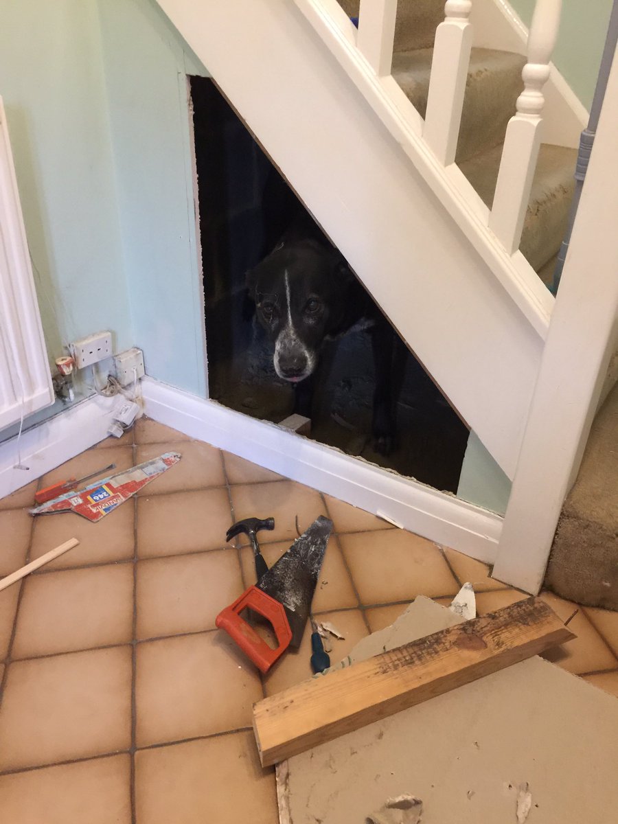 My dads building something under the stairs and my dog thinks it's his new home