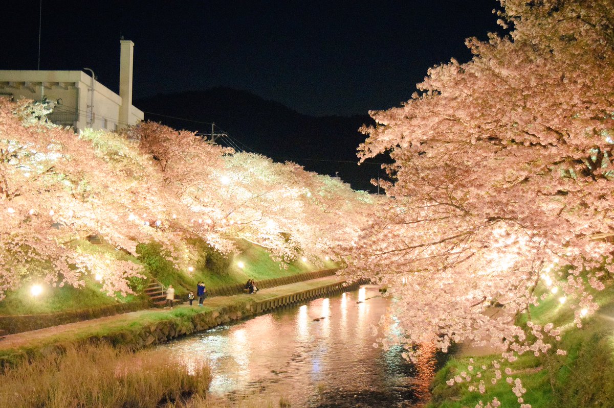 美祢さくら公園 美祢さくら公園