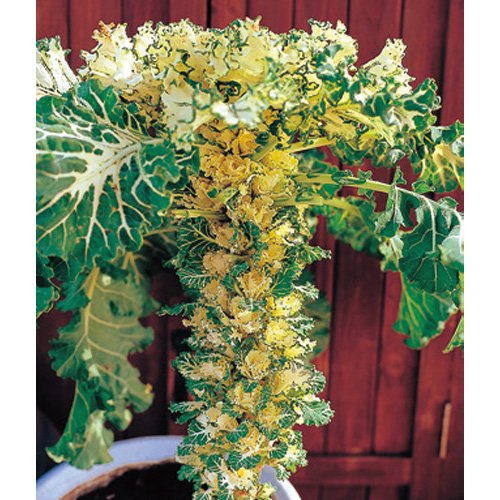 芽キャベツの摘み取られる前の姿が衝撃的すぎて悲鳴上がる こわっ 地球の植物とは思えない Togetter 芽キャベツの摘み取られる前の姿が衝撃的すぎて悲鳴上がる こわっ 地球の植物とは思えない Togetter
