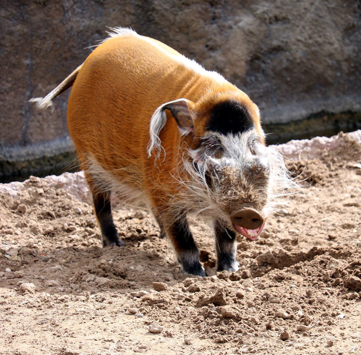 Sedgwick County Zoo tweet media