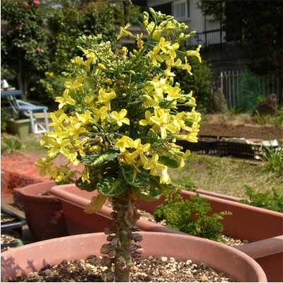 芽キャベツの摘み取られる前の姿が衝撃的すぎて悲鳴上がる こわっ 地球の植物とは思えない Togetter 芽キャベツの摘み取られる前の姿が衝撃的すぎて悲鳴上がる こわっ 地球の植物とは思えない Togetter
